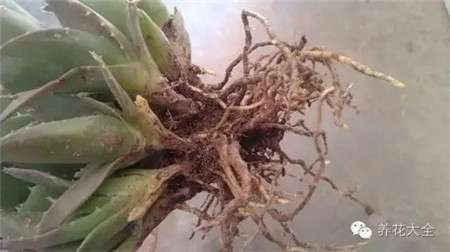 分株的季节 分株的季节