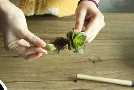 多肉植物拼盘盆景制作 多肉植物拼盘盆景制作