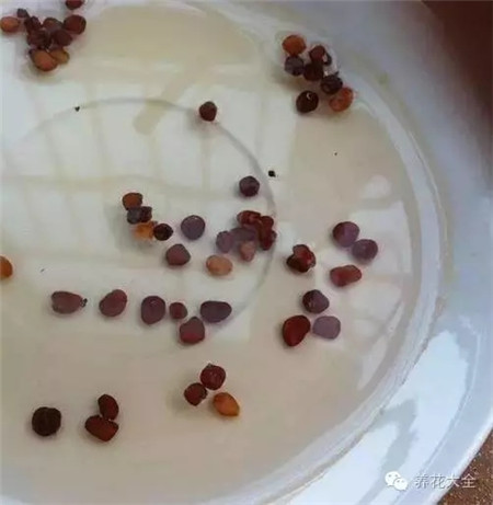 育种先拌苗 育种先拌苗