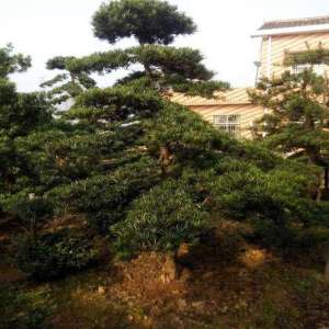 精品苗占据市场，苗木生产应该注意什么？