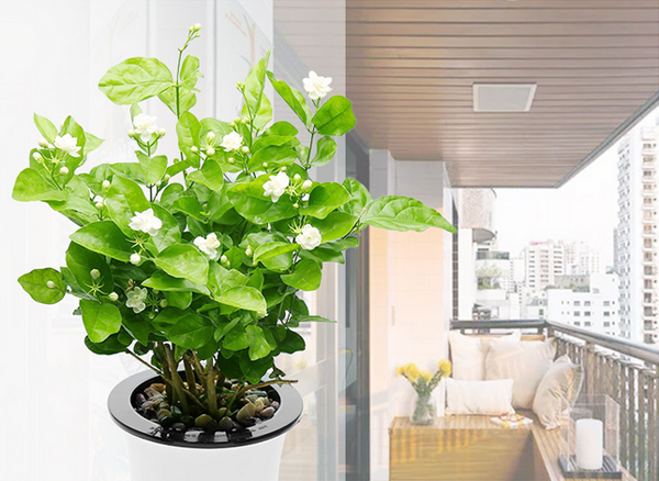  茉莉花的养殖方法，北方夏季扦插繁殖茉莉花的方法