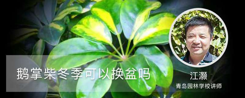 鹅掌柴冬季可以换盆吗,冬季怎么养茂盛 鹅掌柴冬季可以换盆吗,冬季怎么养茂盛