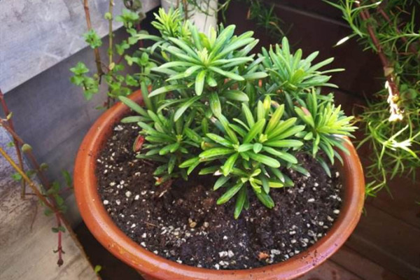 这种“贵气”植株不用买,折根“枝条”,呼呼长出一整盆! 这种“贵气”植株不用买,折根“枝条”,呼呼长出一整盆!