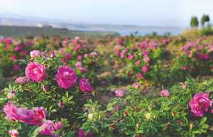 2019农村种植哪些花卉最赚钱-