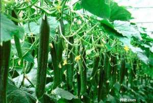 蔬菜喷施叶面肥要注意什么