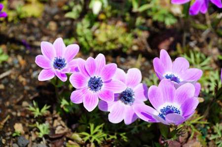 芝樱 芝樱