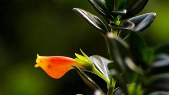 金鱼吊兰什么时候开花 金鱼吊兰什么时候开花