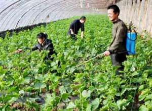 黄瓜栽培技术：黄瓜种植有哪些方法能增产？