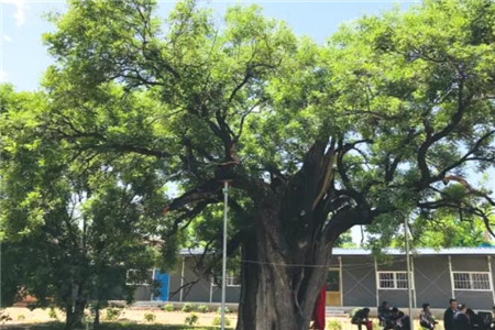 槐树 槐树