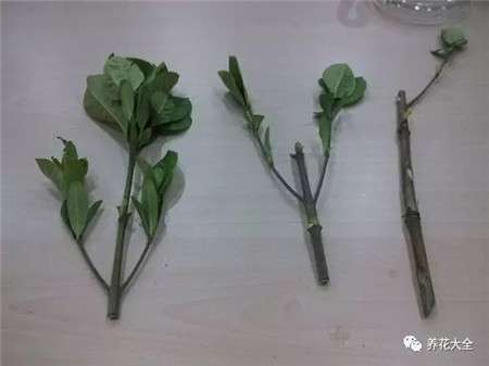 栀子枝条 栀子枝条
