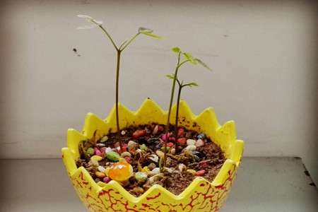 发芽 发芽