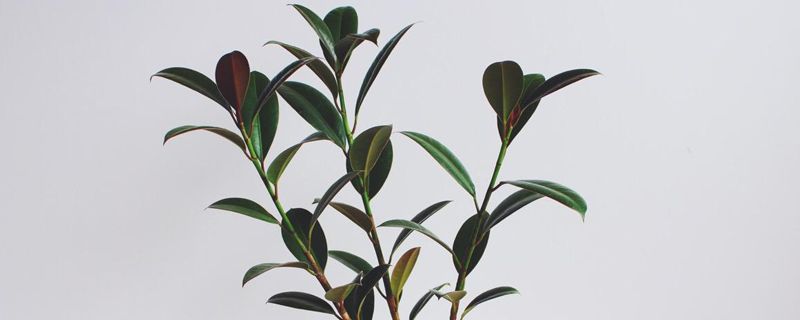 橡皮树怎么移植 橡皮树怎么移植