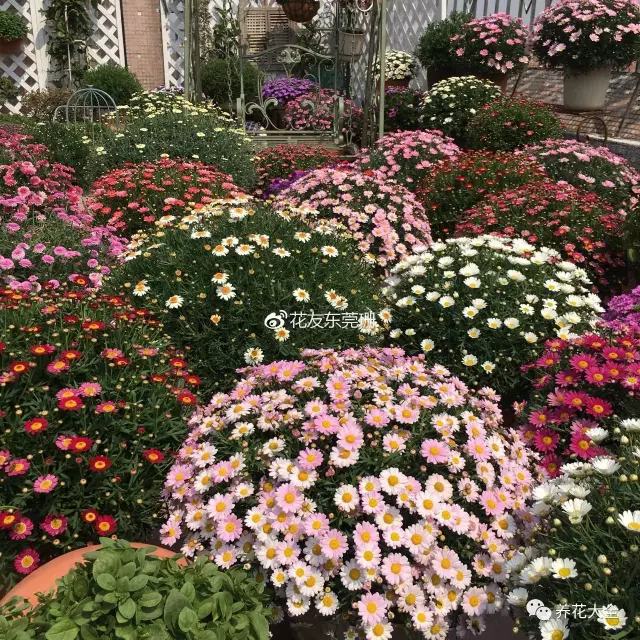 玛格丽特1 玛格丽特1