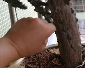 如何将麒麟掌养成一棵树，方法很简单，赶紧学起来吧