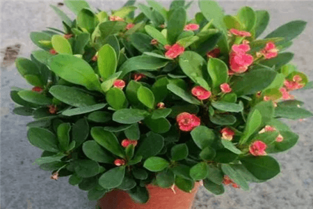 虎刺梅 虎刺梅