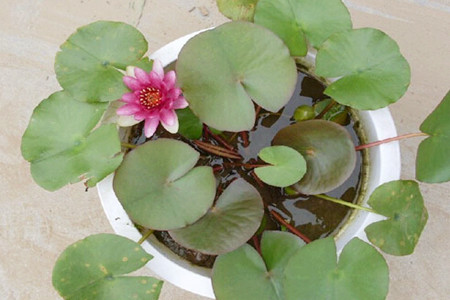 缸栽荷花 缸栽荷花