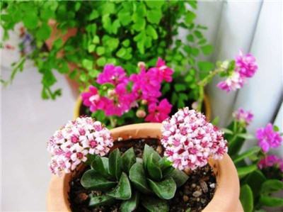 为什么买回来的花越开越小? 为什么买回来的花越开越小?