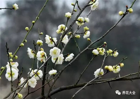 緑萼梅 緑萼梅