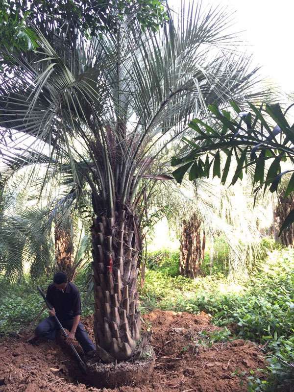 北方地区为什么不适合种植布迪椰子? 北方地区为什么不适合种植布迪椰子?