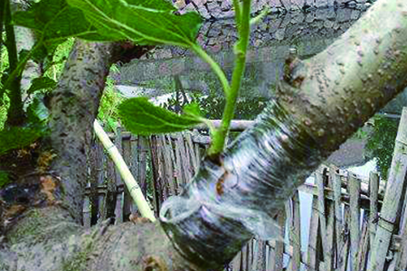 果树 果树