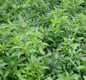 白术种植：白术病虫害怎么防治？
