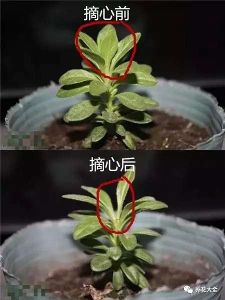 打顶摘心 打顶摘心