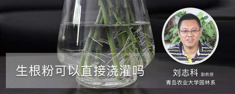 生根粉可以直接浇灌吗 生根粉可以直接浇灌吗