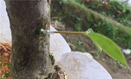西洋鹃嫁接 西洋鹃嫁接