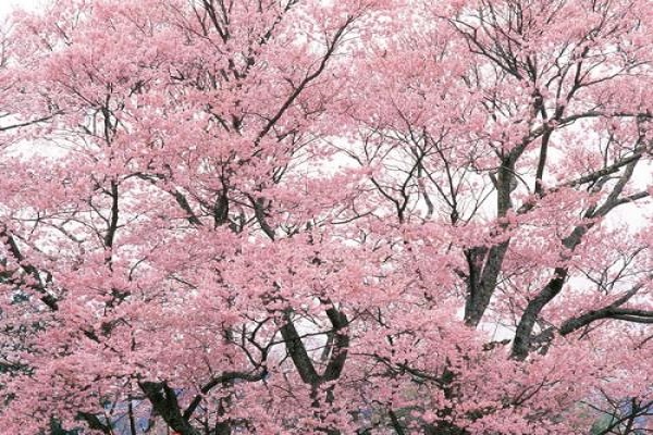 樱花开花前怎么养护 樱花开花前怎么养护
