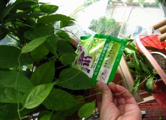 给盆花施肥 给盆花施肥