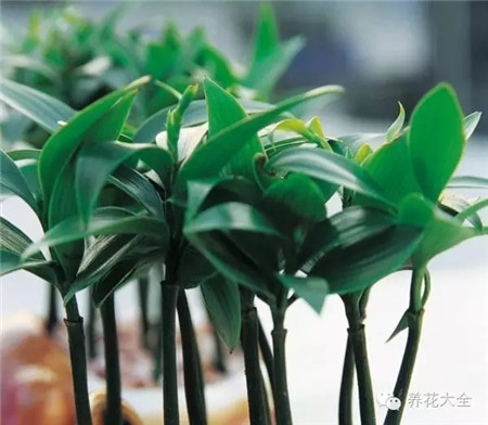 开始发芽 开始发芽