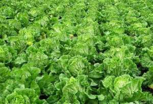 秋大白菜种植技术之施肥