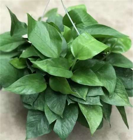 浇水不当 浇水不当