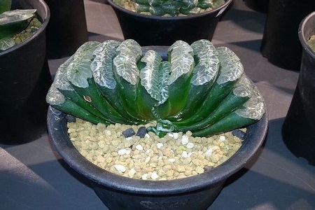 玉扇 玉扇