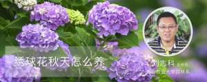 绣球花秋天怎么养