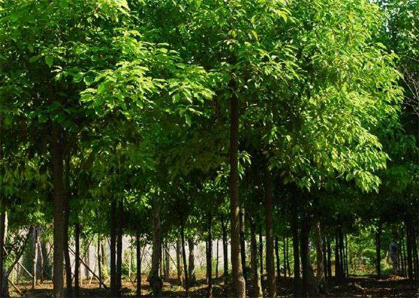 香樟黄化病的防治方法