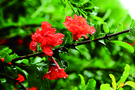 石榴花 石榴花
