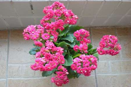 长寿花 长寿花