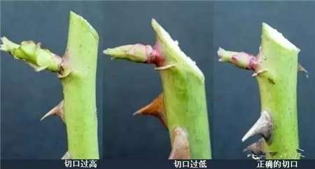 月季修剪芽口方向 月季修剪芽口方向