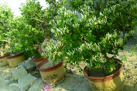 金银花 金银花