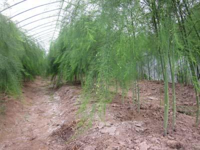 芦笋种植要注意哪些问题?