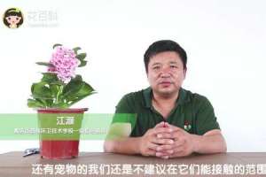 绣球花放在室内有毒吗