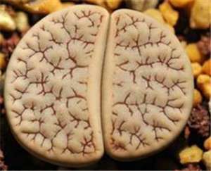 生石花脱皮是怎么回事？脱皮时需要注意哪些养护问题？