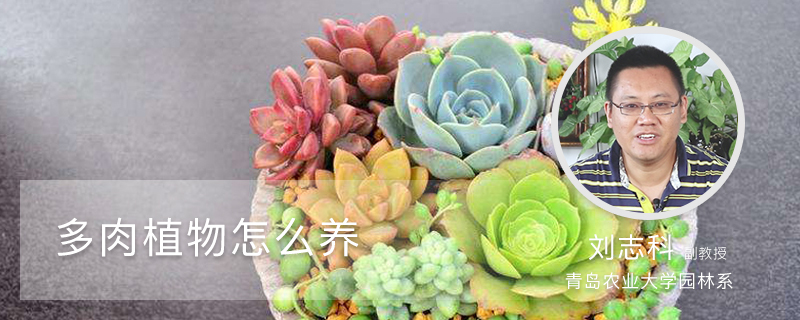 多肉植物怎么养