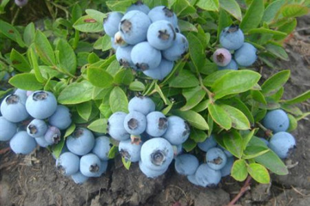 蓝莓 蓝莓