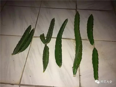 第3步:晾干枝条 第3步:晾干枝条