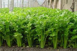 冬季芹菜种植的防寒技术措施