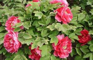 菏泽花卉行情：今年催花牡丹市场售价或与去年持平
