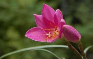 兰花的花语及象征意义