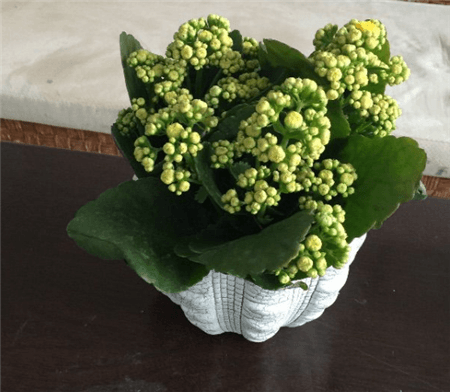 长寿花 长寿花